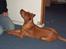 Rhodesian ridgeback cobi