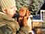 Rhodesian ridgeback cobi