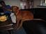 Rhodesian ridgeback cobi