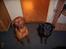 Rhodesian ridgeback cobi