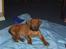 Rhodesian ridgeback cobi