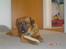 Blanding af racer Basse Ib