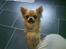 Chihuahua Joey - Flere billeder? Ja tak :-)