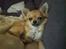 Chihuahua Joey - Kunne du ikke vente med at tage et billede til jeg var vågen, mor?