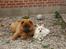 Chow chow tajo R.I.P