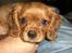 Cavalier king charles spaniel Mille DØD den 29 Juni 2012. - Er hun ikke bare skøn lille Mille.