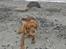 Cavalier king charles spaniel Mille DØD den 29 Juni 2012. - Mille elsker en tur på stranden.
