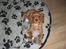Cavalier king charles spaniel Mille DØD den 29 Juni 2012. - Lige et billede fra hun var ca 9 uger gammel.