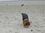 Cavalier king charles spaniel Mille DØD den 29 Juni 2012. - Endnu en dejlig tur på stranden i Blåvand.