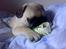 Mops Albert