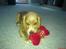 Cocker spaniel Silva