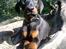Dobermann Sniper R.I.P. - Hjælper du mig snart ned herfra?