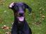 Dobermann Sniper R.I.P.