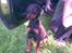 Dobermann Sniper R.I.P.