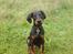 Dobermann Sniper R.I.P.