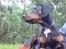 Dobermann Sniper R.I.P.