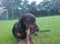 Dobermann Sniper R.I.P.