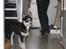 Siberian husky Aslan - første dag i sit nye hjem