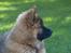 Eurasier Spike - Er jeg ikke smuk?