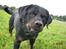Rottweiler Shakur Kongen *Rip* - er det tæt nok moar ? :P