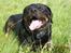 Rottweiler Shakur Kongen *Rip* - Nyder lige livet på mine gamle dage