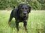 Rottweiler Shakur Kongen *Rip* - Kan også se meget trist ud :(