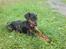 Dobermann Sniper R.I.P.