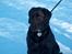 Labrador retriever Tilde - Fine Tilde i sneen.. :D nyt billede