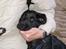 Labrador retriever Tilde