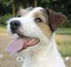 Parson russell terrier Ally
