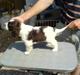 Engelsk springer spaniel Licensee Bodyguard