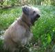 Pyrenæisk hyrdehund Bastian