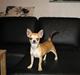 Chihuahua Wav-wav's Fibi