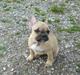 Fransk bulldog *Mille*