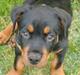 Rottweiler Buster