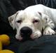 Amerikansk bulldog Holger Junior