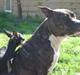 Amerikansk staffordshire terrier Gizmo