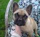 Fransk bulldog Otto