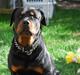 Rottweiler Charli