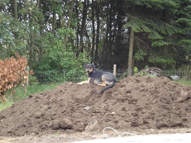 Blanding af racer Dali - I´m the king... billede 14