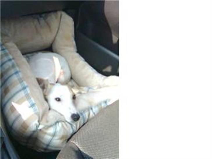 Blanding af racer Borris                    billede 1