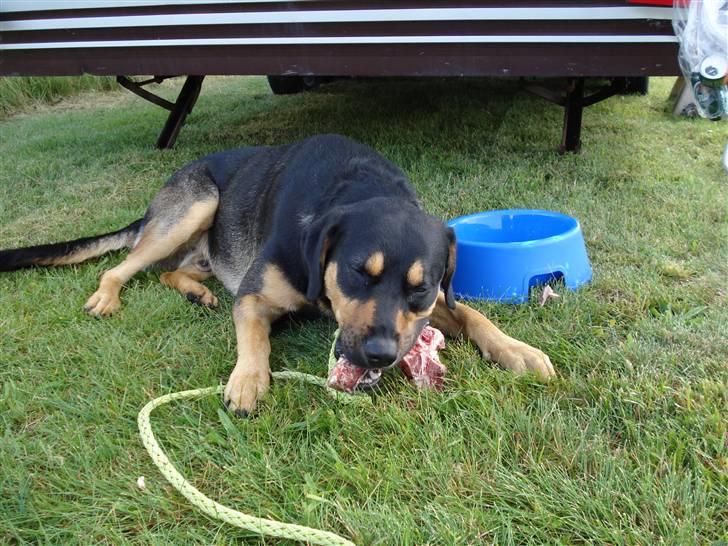 Blanding af racer Dali - Dejligt at være på camping, når man får kødben billede 15