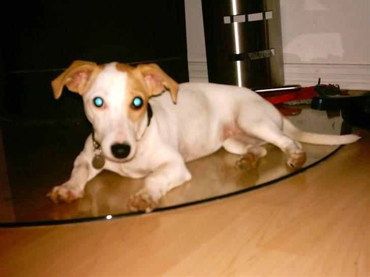 Blanding af racer Borris                    billede 2