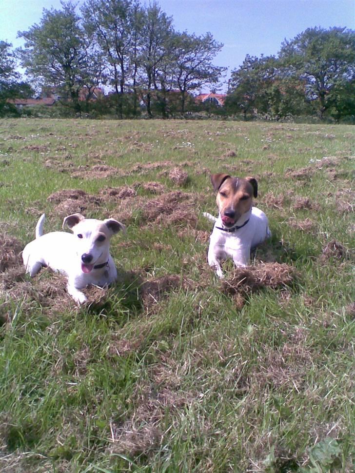 Blanding af racer Borris                    billede 3