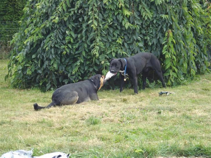 Blanding af racer Dali - Leg mellem gode venner... billede 16