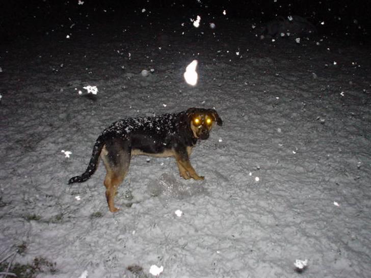 Blanding af racer Dali - Øhh hvad er det her for noget koldt hvidt noget???? billede 17