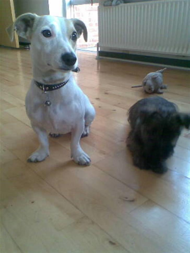 Blanding af racer Borris                    billede 4