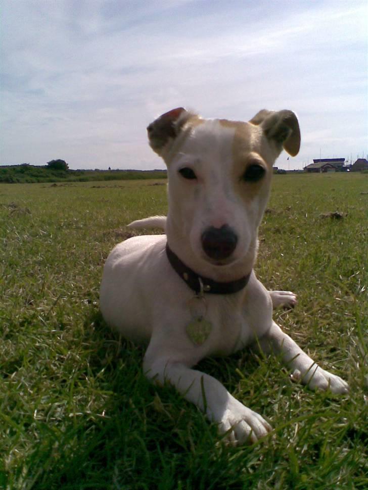 Blanding af racer Borris                    billede 5