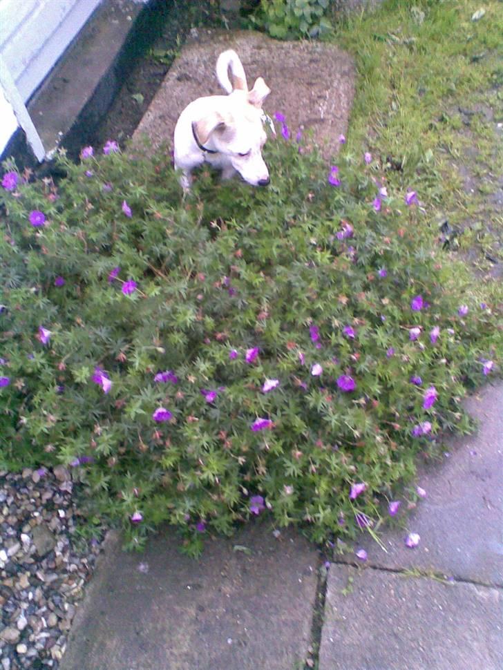 Blanding af racer Borris                    billede 6