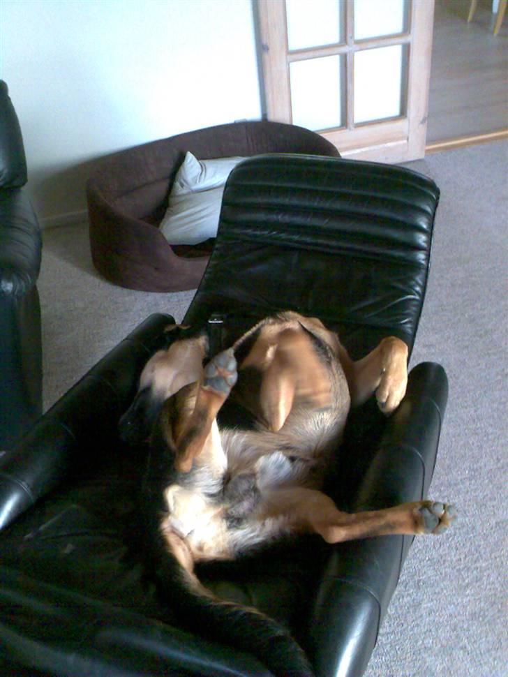 Blanding af racer Dali - Åh ja.... tager lige en skraber i lænestolen billede 18